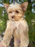 Blonde boy, a male Yorkshire Terrier for sale in Bunceton, MO – 3 of 3