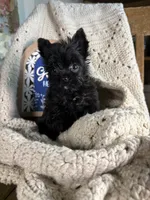 Butta baby girl KB black, a female Yorkshire Terrier for sale in Bunceton, MO – 2 of 3