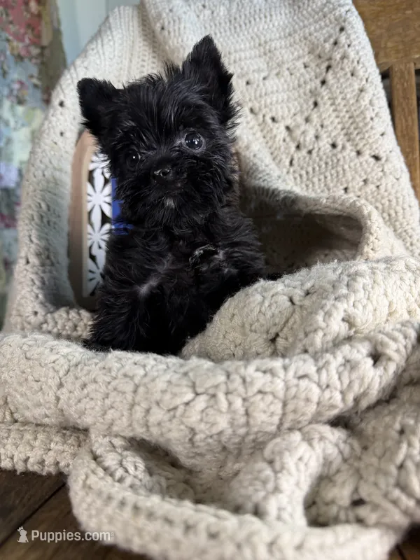 Butta baby girl KB black – Yorkshire Terrier puppy for sale in Bunceton, MO