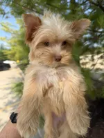 Blonde boy, a male Yorkshire Terrier for sale in Bunceton, MO – 2 of 3