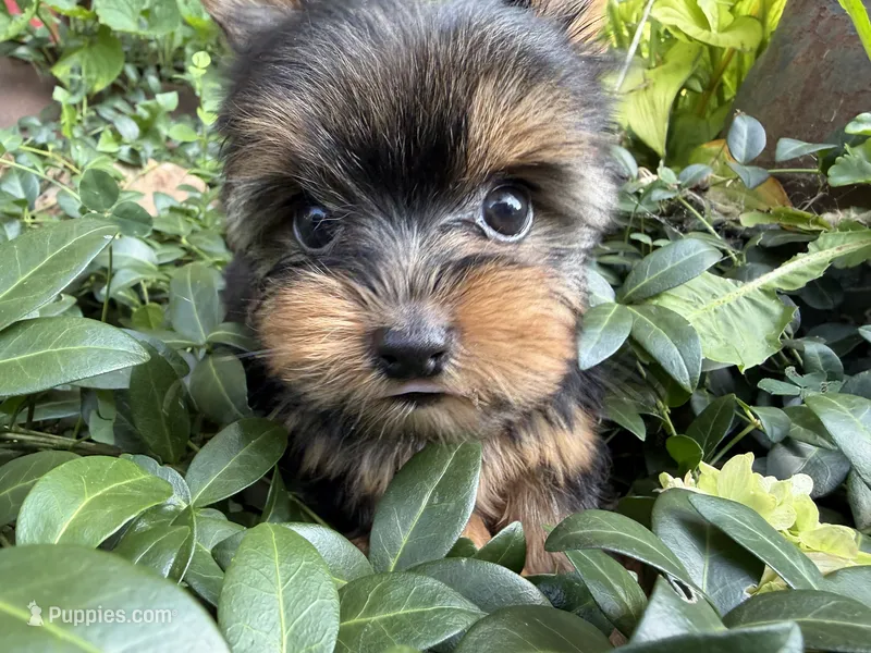 London baby boy – Yorkshire Terrier puppy for sale in Bunceton, MO