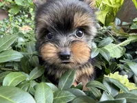 London baby boy, a male Yorkshire Terrier for sale in Bunceton, MO – 1 of 4