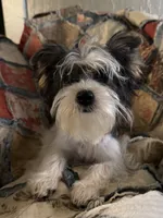 AKC Yorkie parti girl, a female Yorkshire Terrier for sale in Bunceton, MO – 4 of 6