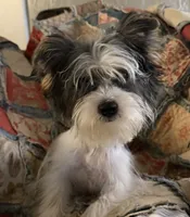 AKC Yorkie parti girl, a female Yorkshire Terrier for sale in Bunceton, MO – 6 of 6