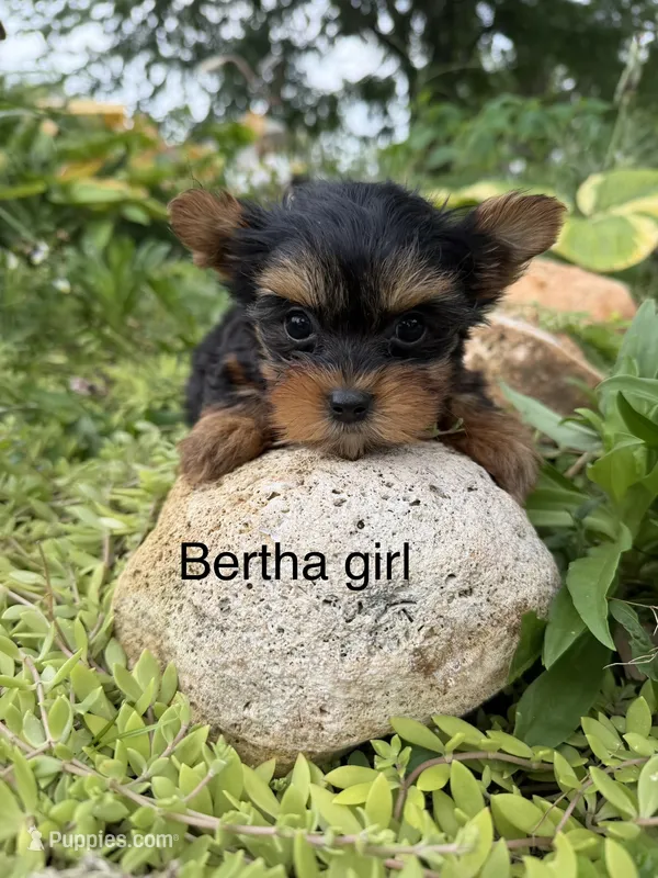 Bertha traditional girl – Yorkshire Terrier puppy for sale in Bunceton, MO