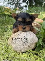 Bertha traditional girl, a female Yorkshire Terrier for sale in Bunceton, MO – 1 of 2