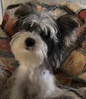 AKC Yorkie parti girl, a female Yorkshire Terrier for sale in Bunceton, MO – 3 of 6