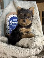 London baby boy, a male Yorkshire Terrier for sale in Bunceton, MO – 2 of 4
