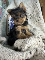 London baby boy, a male Yorkshire Terrier for sale in Bunceton, MO – 4 of 4
