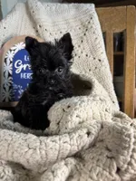 Butta baby girl KB black, a female Yorkshire Terrier for sale in Bunceton, MO – 3 of 3