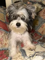 AKC Yorkie parti girl, a female Yorkshire Terrier for sale in Bunceton, MO – 5 of 6