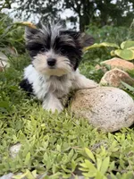 Pinks parti girl AKC, a female Yorkshire Terrier for sale in Bunceton, MO – 4 of 4