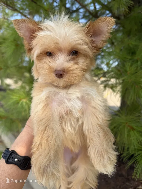 Blonde boy – Yorkshire Terrier puppy for sale in Bunceton, MO