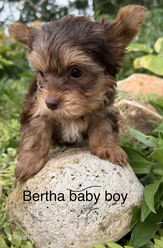 Bertha chocolate and tan boy – Yorkshire Terrier puppy for sale in Bunceton, MO