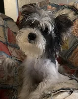 AKC Yorkie parti girl, a female Yorkshire Terrier for sale in Bunceton, MO – 2 of 6