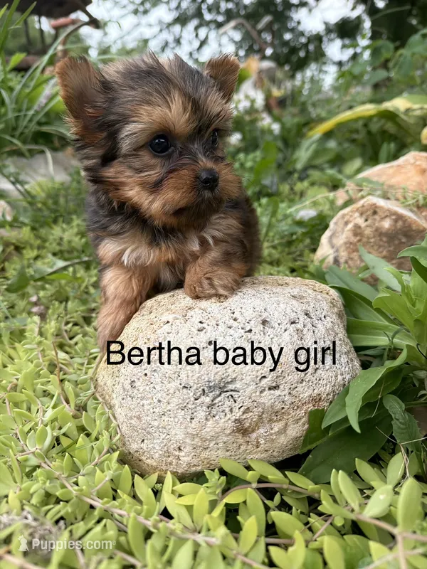 Bertha sable girl – Yorkshire Terrier puppy for sale in Bunceton, MO