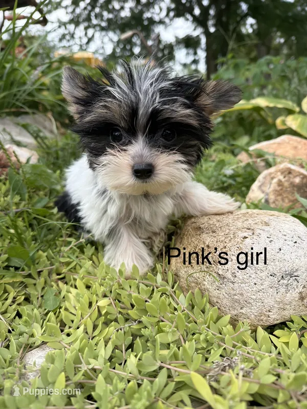 Pinks parti girl AKC – Yorkshire Terrier puppy for sale in Bunceton, MO