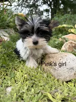 Pinks parti girl AKC, a female Yorkshire Terrier for sale in Bunceton, MO – 1 of 4