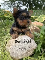 Bertha traditional girl, a female Yorkshire Terrier for sale in Bunceton, MO – 2 of 2