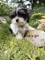 Pinks parti girl AKC, a female Yorkshire Terrier for sale in Bunceton, MO – 3 of 4