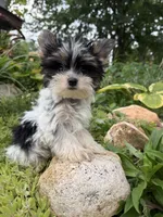 Pinks parti girl AKC, a female Yorkshire Terrier for sale in Bunceton, MO – 2 of 4