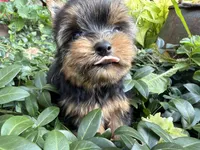 London baby boy, a male Yorkshire Terrier for sale in Bunceton, MO – 3 of 4