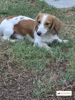 AKC Parkour, a male Miniature Dachshund for sale in Atwater, CA – 3 of 3