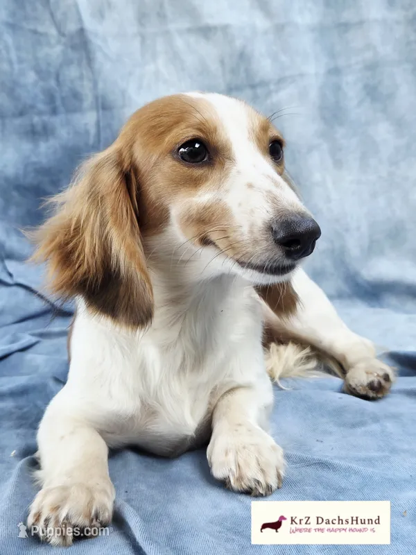 AKC Parkour – Miniature Dachshund puppy for sale in Atwater, CA