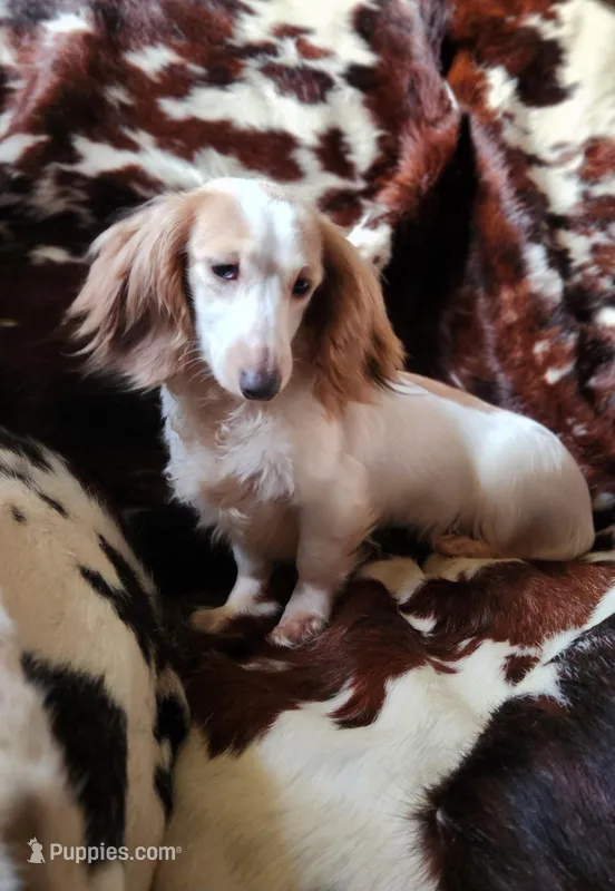 Aurora, a female Miniature Dachshund for sale in Atwater, CA – Photo 1 of 5