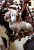 Aurora, a female Miniature Dachshund for sale in Atwater, CA – Photo 1 of 5