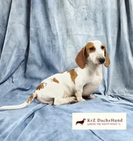 Monty, a male Dachshund for sale in Atwater, CA – 3 of 3