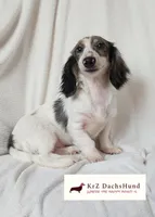 Confetti , a male Dachshund for sale in Atwater, CA – Photo 2 of 3