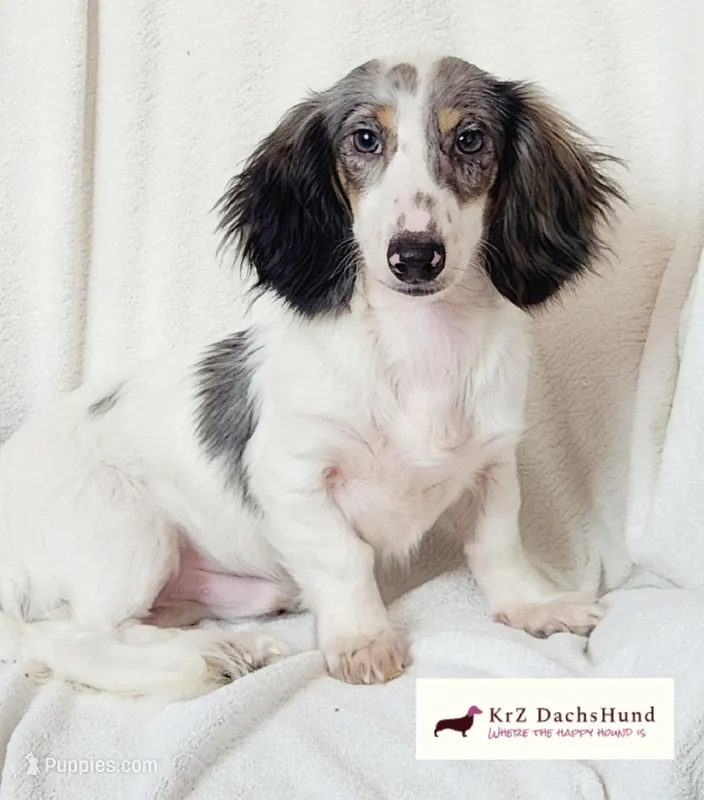 Confetti , a male Dachshund for sale in Atwater, CA – Photo 1 of 3