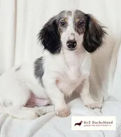 Confetti , a male Dachshund for sale in Atwater, CA – Photo 1 of 3