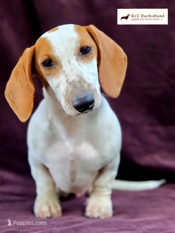 Monty – Dachshund puppy for sale in Atwater, CA