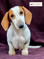 Monty, a male Dachshund for sale in Atwater, CA – 1 of 3