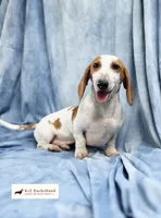 Monty, a male Dachshund for sale in Atwater, CA – 2 of 3