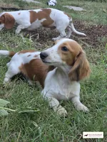 AKC Parkour, a male Miniature Dachshund for sale in Atwater, CA – 2 of 3
