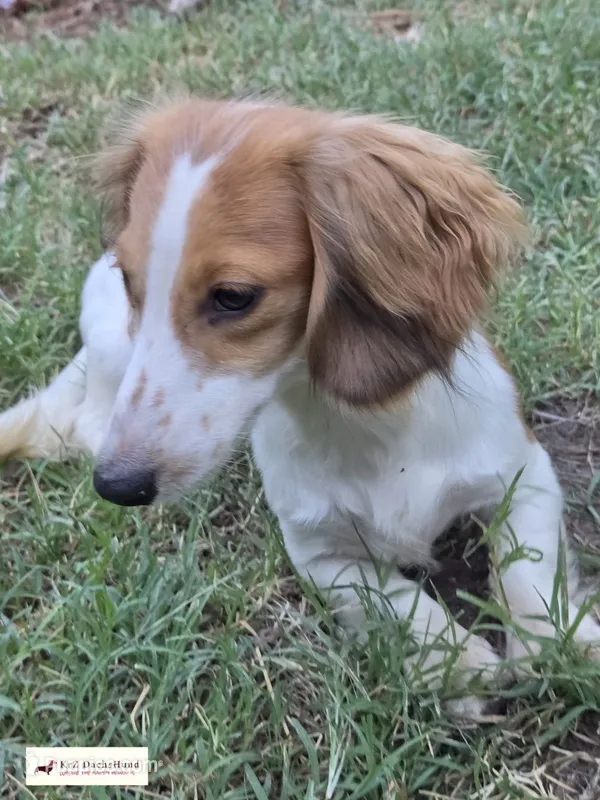 AKC Parkour – Miniature Dachshund puppy for sale in Atwater, CA