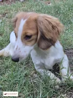 AKC Parkour, a male Miniature Dachshund for sale in Atwater, CA – 1 of 3