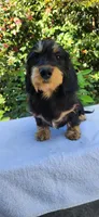 Gomez, a male Dachshund for sale in Atwater, CA – 3 of 4