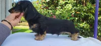 Gomez, a male Dachshund for sale in Atwater, CA – 4 of 4
