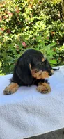 Gomez, a male Dachshund for sale in Atwater, CA – 2 of 4