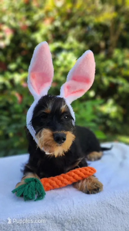 Gomez – Dachshund puppy for sale in Atwater, CA