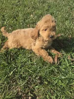 Columbus , a male Cockapoo for sale in Atlanta, GA – 1 of 1