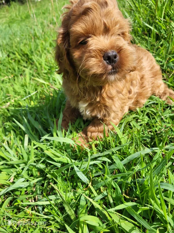 Craig  – Cockapoo puppy for sale in Atlanta, GA