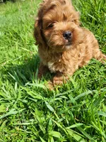 Craig , a male Cockapoo for sale in Atlanta, GA – 1 of 1