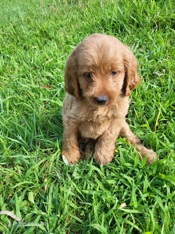Crusty  – Cockapoo puppy for sale in Atlanta, GA