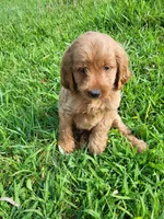 Crusty , a male Cockapoo for sale in Atlanta, GA – 1 of 1