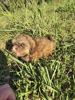 Samantha , a female Shihpoo for sale in Atlanta, GA – 3 of 4
